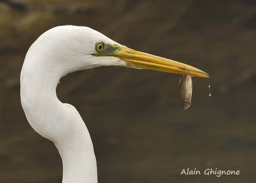 airone bianco a pesca